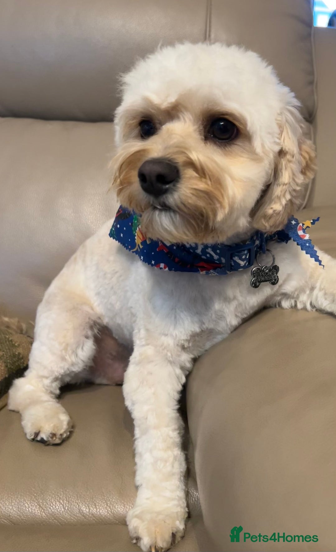 Cavachon dogs for sale: Rehoming charlie - Image 5