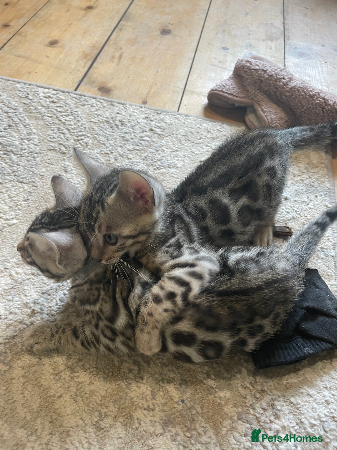 Bengal cats for sale: Pure bengal kittens - Image 23