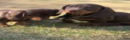 Dachshund dogs for sale: Beautiful Standard Dachshund PuppiesReadyNow 🏡❤️  - Advert 4