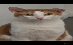 American Shorthair cats for sale: Ziggy and waffle - Image 5