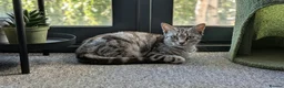 Mixed Breed cats for adoption: Female Cat for Adoption - Advert 2
