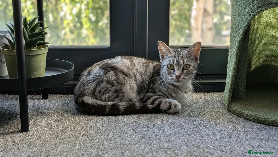 Mixed Breed cats for adoption: Female Cat for Adoption - Advert 2