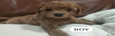 Cavapoo 1