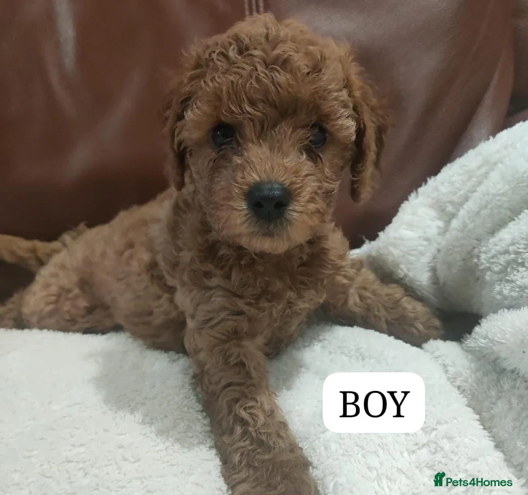 Cavapoo dogs for sale: Fully health checked Cavapoo puppies - Advert 2