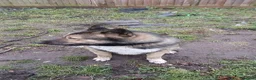 Mixed Breed dogs for sale: akita german shepherd husky cross for rehousing in Birmingham - Advert 2