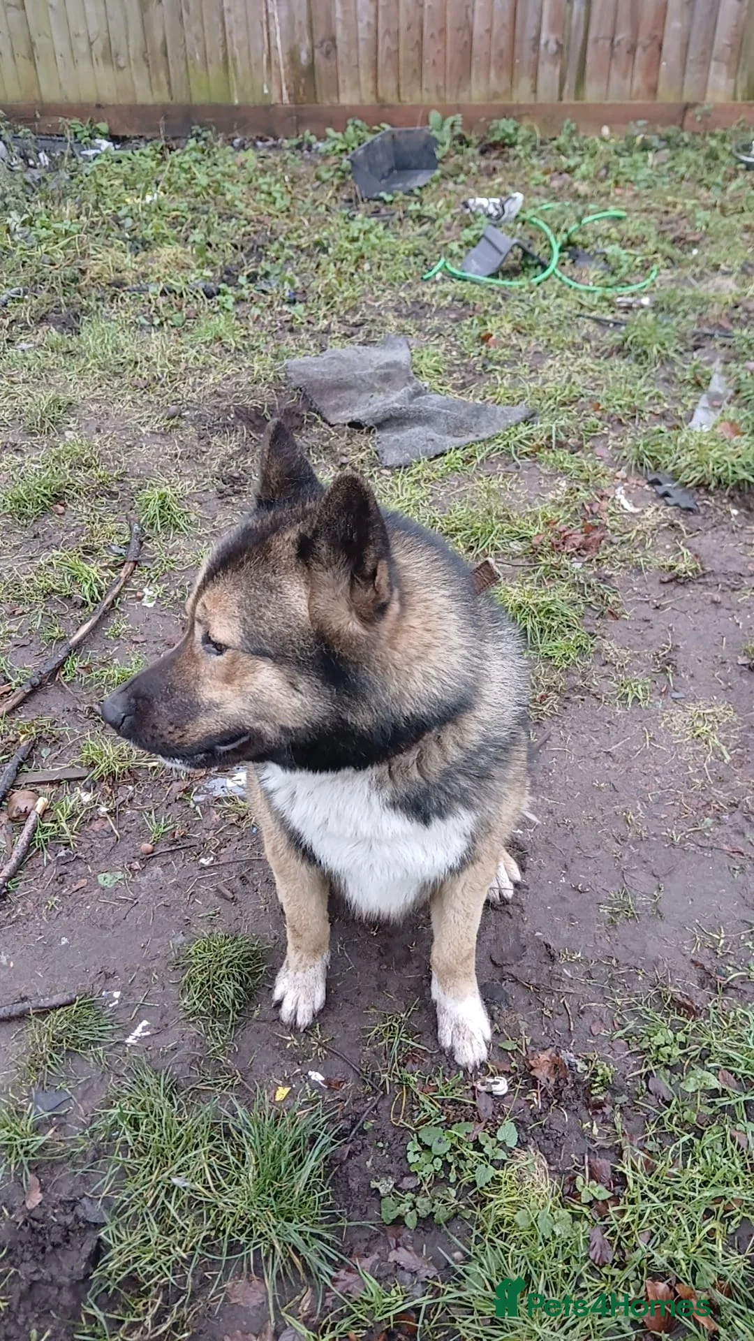 Mixed Breed dogs for sale: akita german shepherd husky cross for rehousing in Birmingham - Advert 2