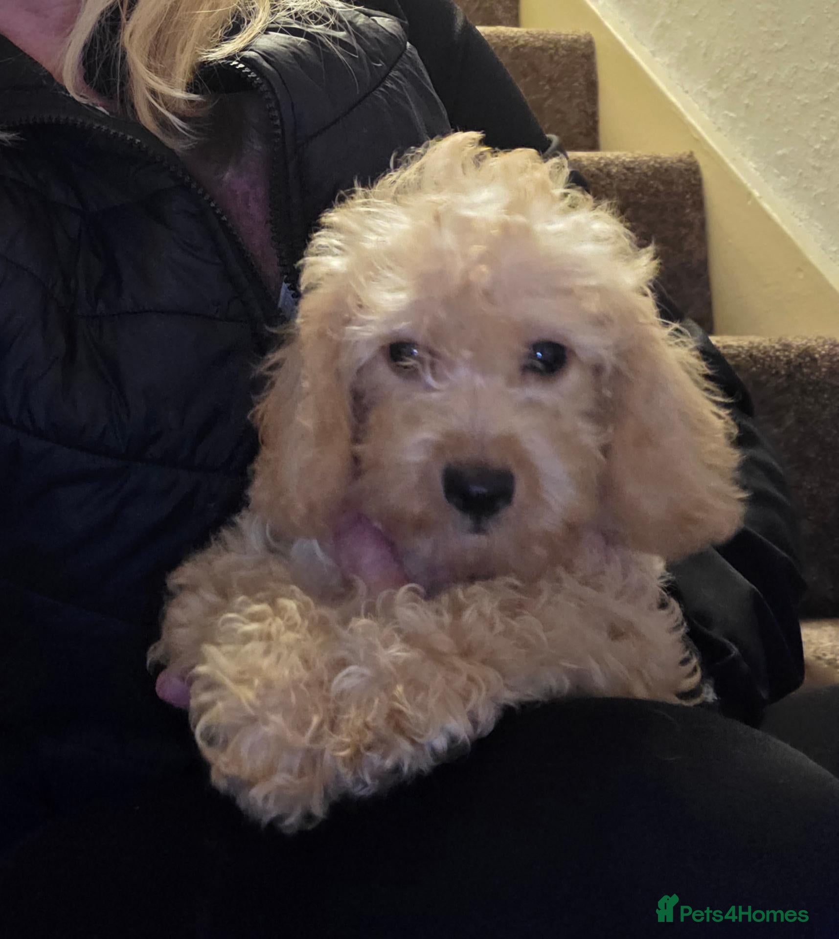 Jackapoo dogs Toy poodle 3/4 puppies  - Advert 7