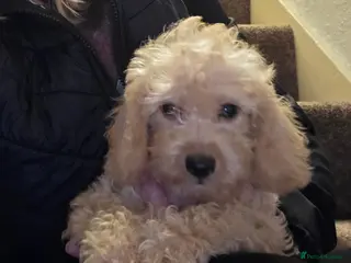 Jackapoo dogs Toy poodle 3/4 puppies - Advert 7