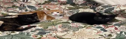Mixed Breed cats for sale: 3 Kittens Looking for Their Forever Homes in Kenley - Advert 1