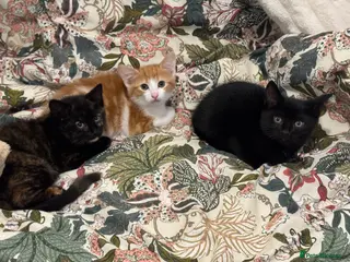 Mixed Breed cats 3 Kittens Looking for Their Forever Homes - Advert 6