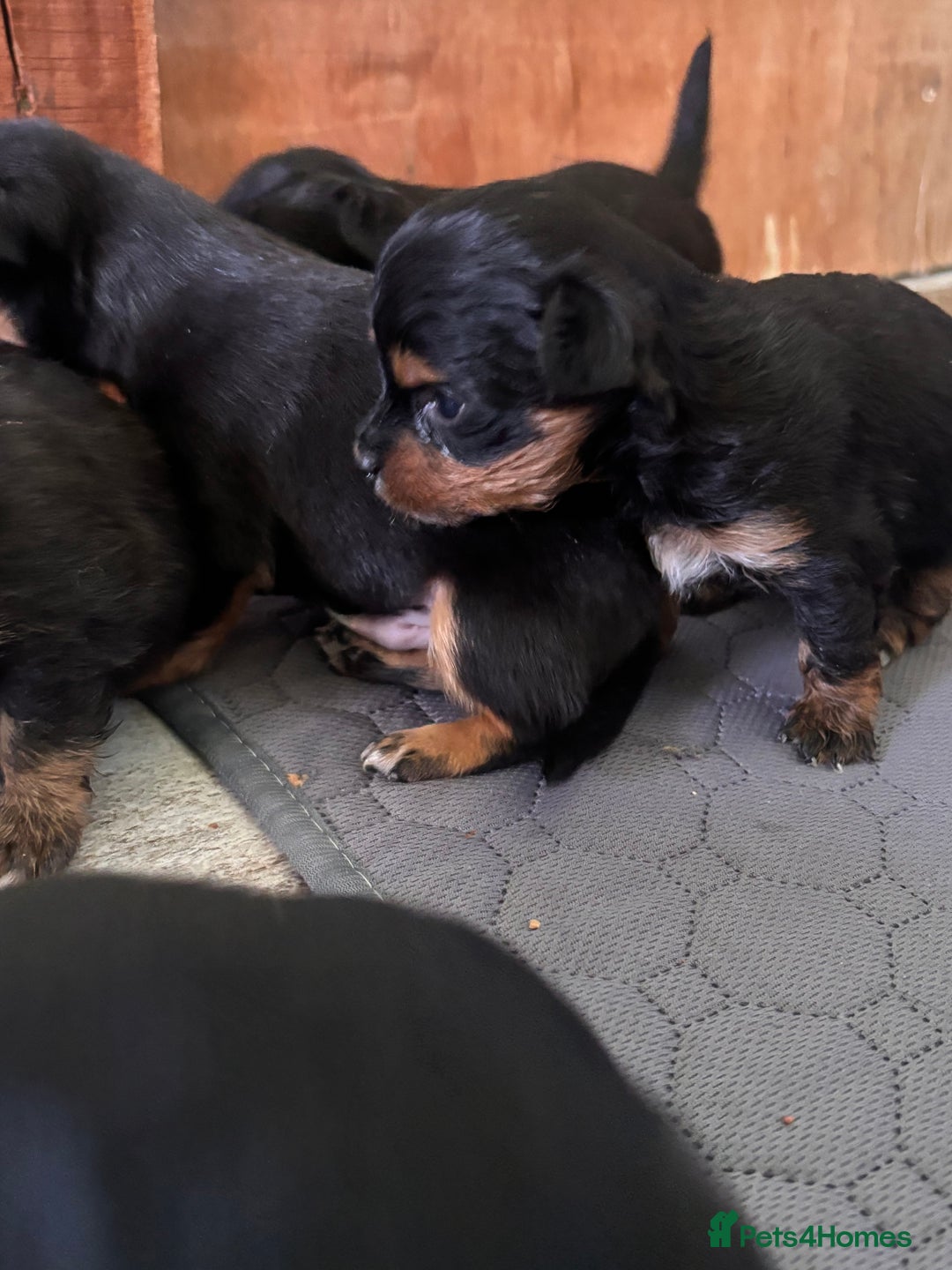Mixed Breed dogs for sale: Jackawawa - Image 3