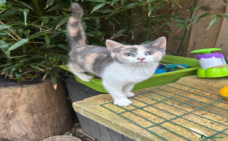 Mixed Breed cats - Advert 15