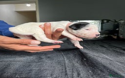 Mixed Breed dogs for sale: American bulldog staffy 🏡 - Image 23