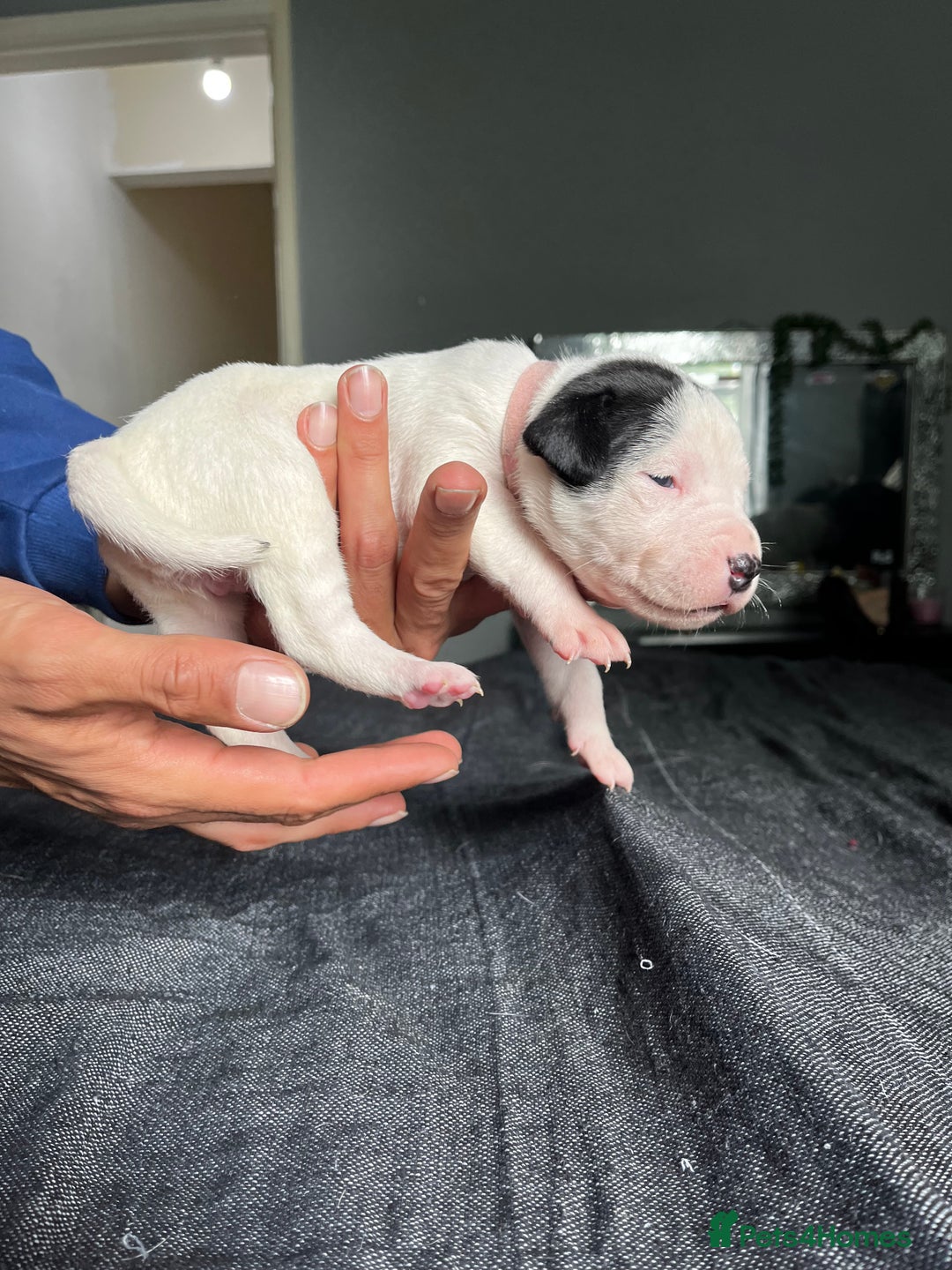 Mixed Breed dogs for sale: American bulldog staffy 🏡 - Image 23
