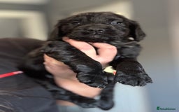 Cocker Spaniel dogs for sale: 3 Working Cocker Spaniel Dogs  - Image 7