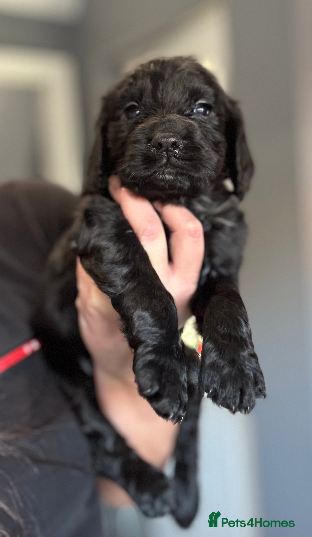 Cocker Spaniel dogs for sale: 3 Working Cocker Spaniel Dogs  - Image 7