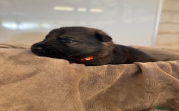 German Shepherd dogs for sale: Beautiful German Shepherd  Puppies For Sale  - Image 9