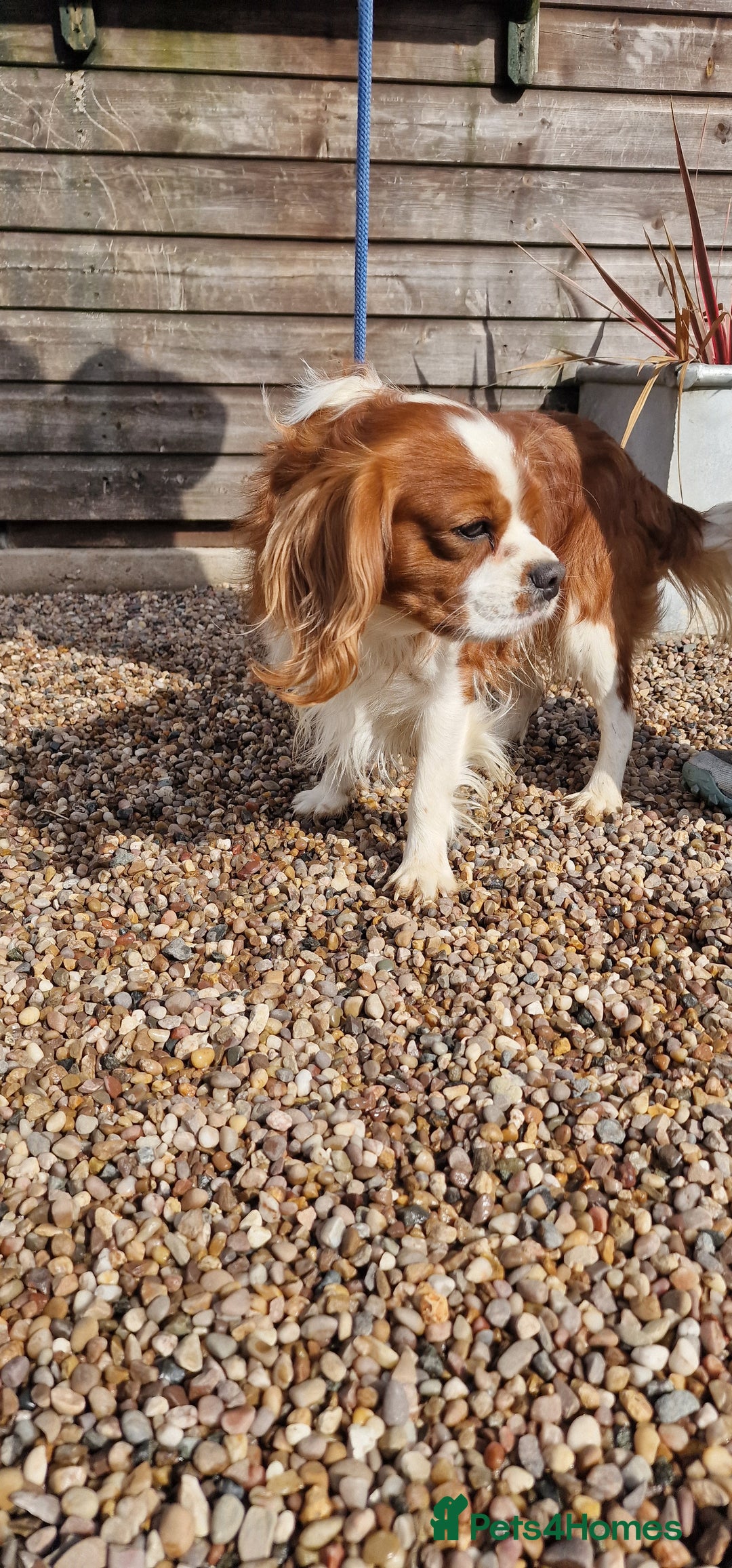 Cavalier King Charles Spaniel dogs for stud: Blenheim Cavalier King Charles Stud in Warwick - Advert 3