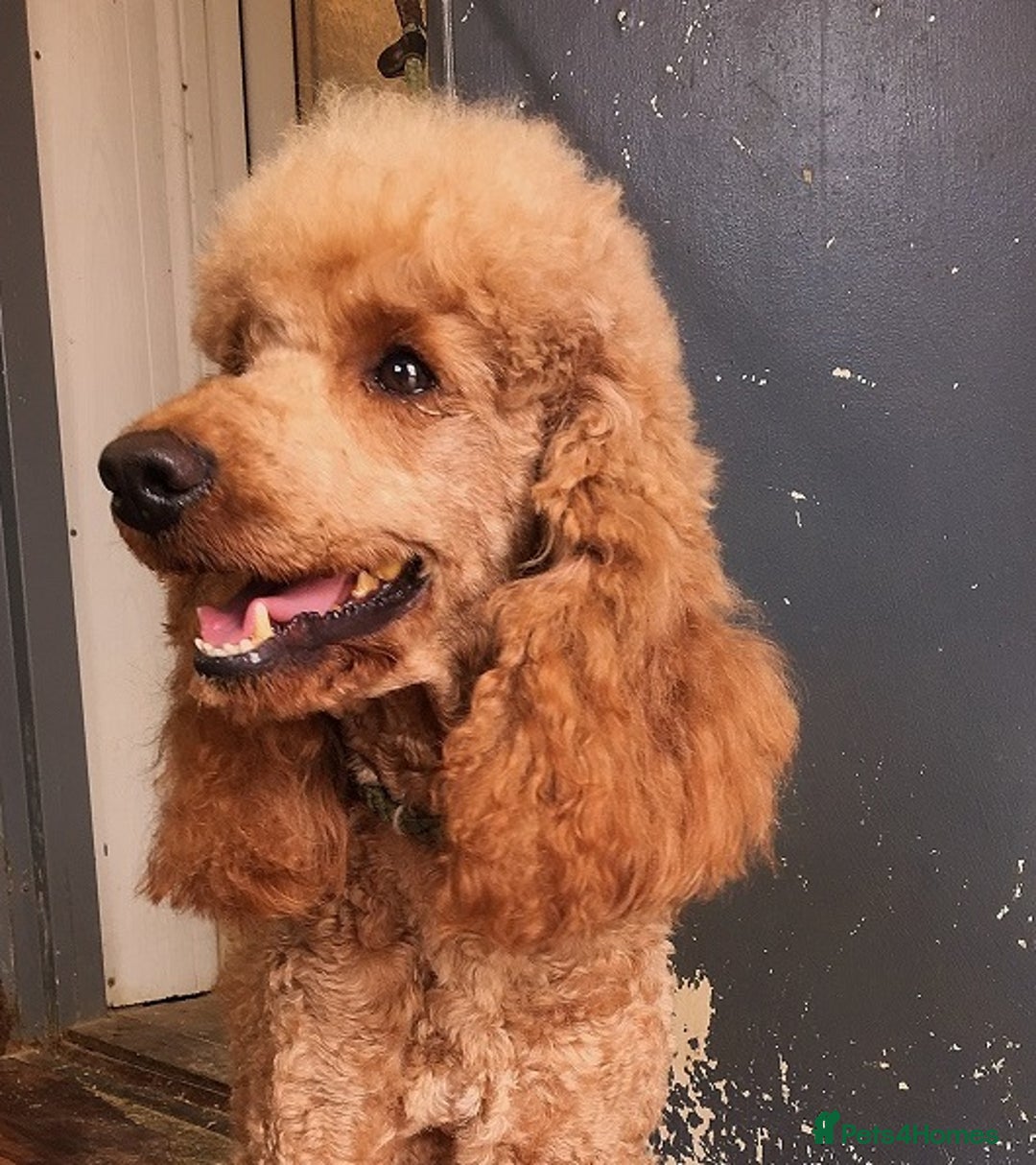 Miniature Poodle dogs for stud: Miniature Poodle at stud. KC reg. in Sandwich - Advert 1