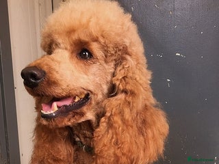 Miniature Poodle dogs in Sandwich - Advert 1