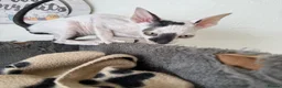 Cornish Rex cats for sale: Beautiful Cornish Rex kittens - Advert 6