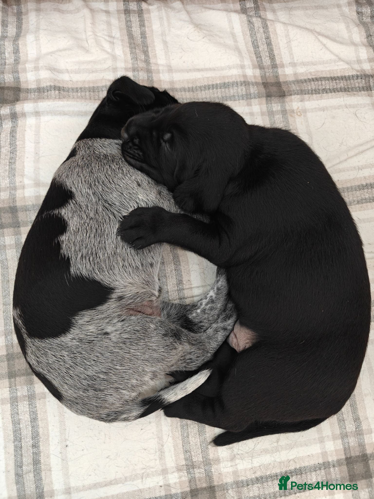 German Wirehaired Pointer dogs KC Registered German Wirehaired Pointer Puppies - Advert 8