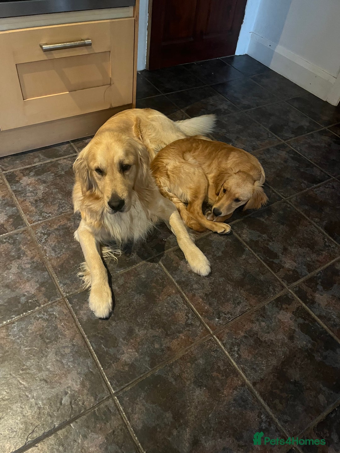 Golden Retriever dogs for sale: 2 year old kc registered male  - Advert 7