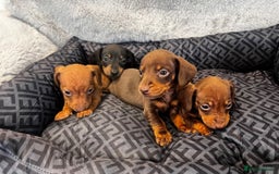 Miniature Dachshund dogs for sale: Miniature dachshund  - Image 1