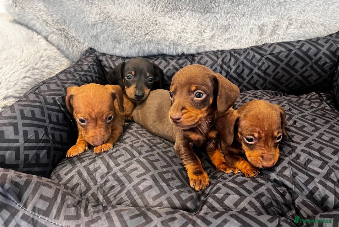 Miniature Dachshund dogs for sale: Miniature dachshund  - Image 1