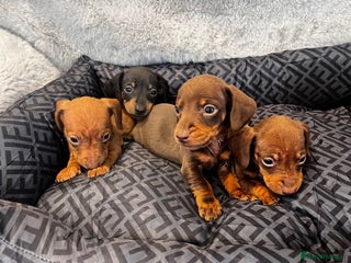 Miniature Dachshund dogs - Advert 4
