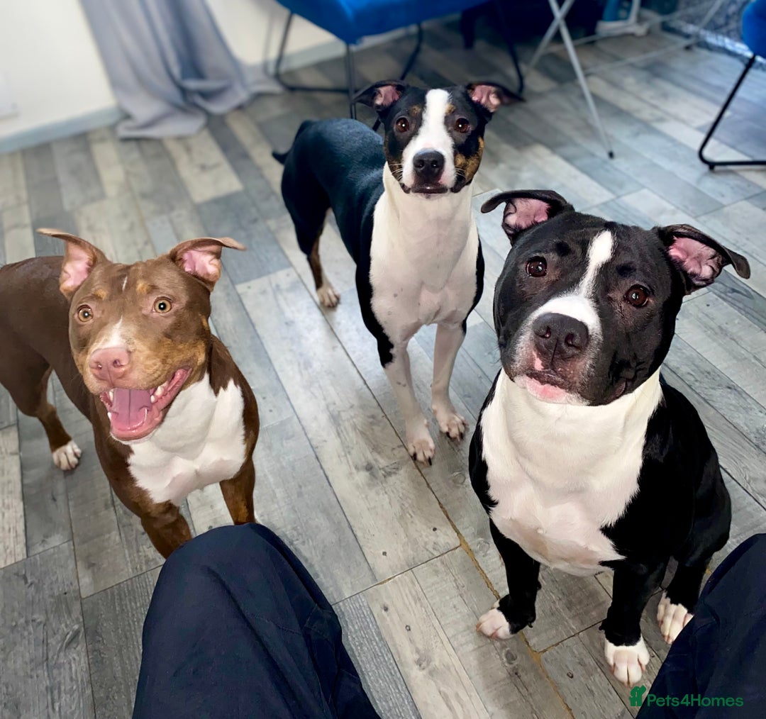 Staffordshire Bull Terrier dogs for stud: Quality STUD carries blue, red and tri gene  - Advert 23