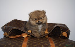 Pomeranian dogs for sale: UK's Best Toy Pomeranian Puppies  - Image 10
