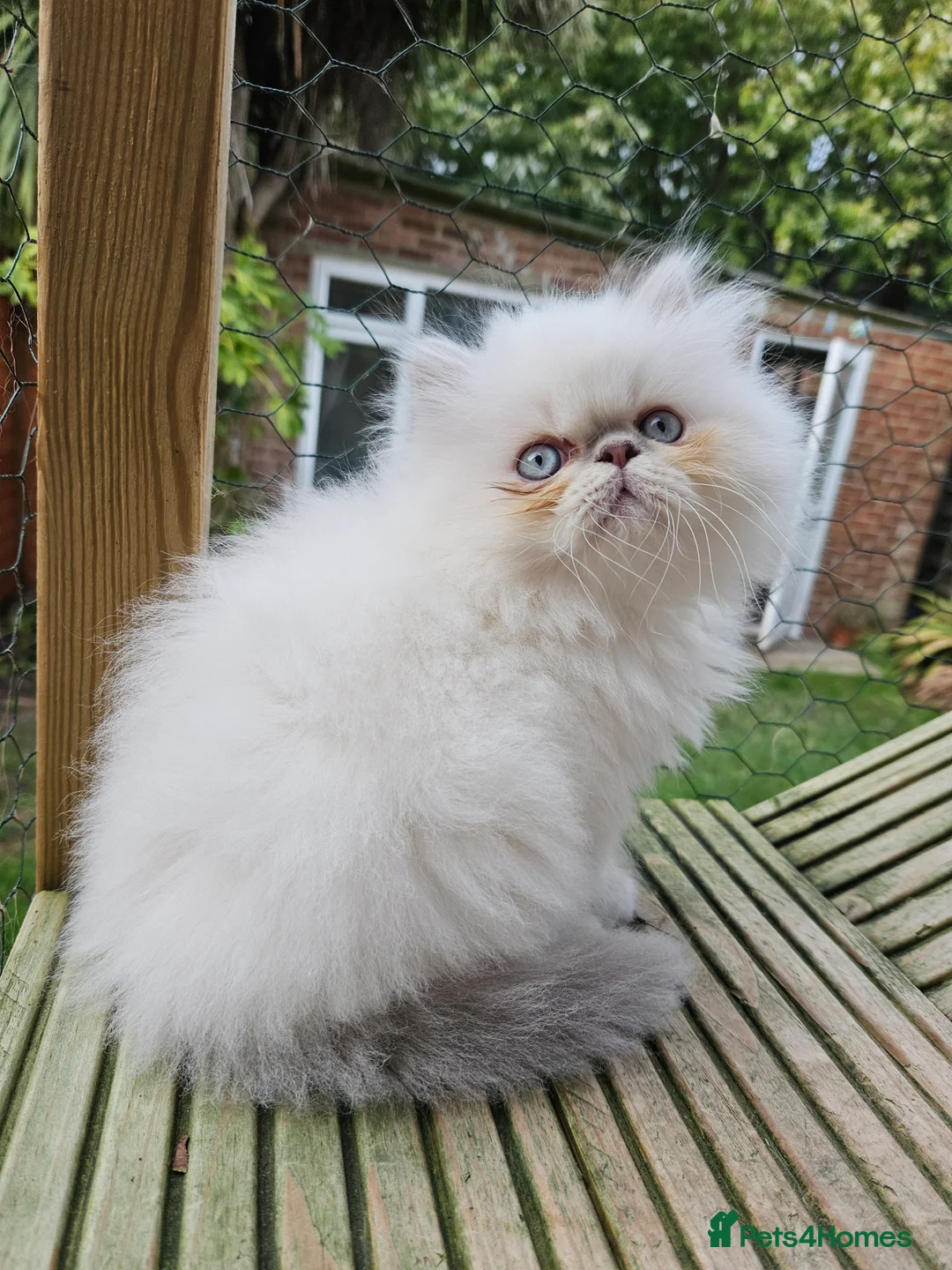 Persian cats for stud: PKD Clear Proven Persian Stud  - Advert 7