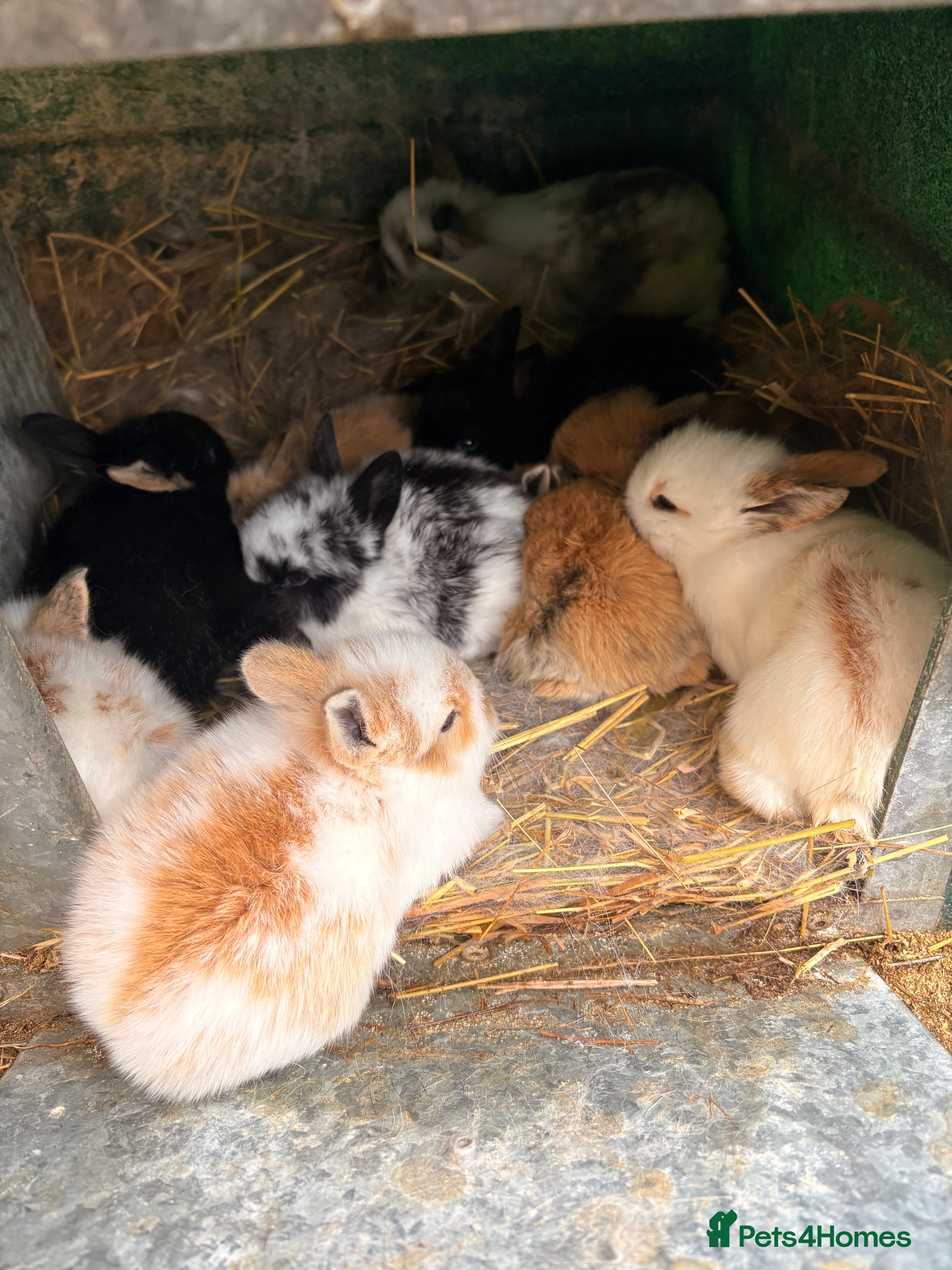 Lionhead rabbits Baby rabbits for sale  - Advert 1