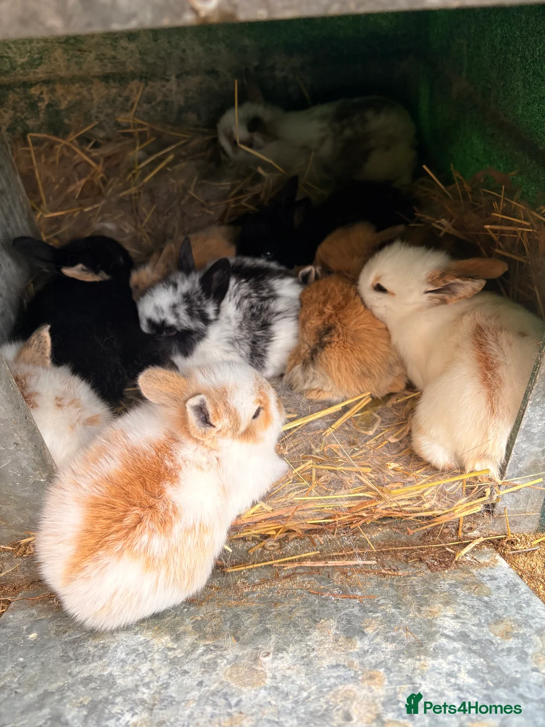 Lionhead rabbits for sale: Baby rabbits for sale  - Advert 1