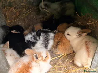 Lionhead rabbits Baby rabbits for sale - Advert 1