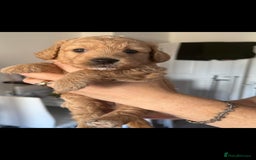 Goldendoodle dogs for sale: Goldendoodle Puppy 1 - F1 Minature Goldendoodle puppies  - Image 8