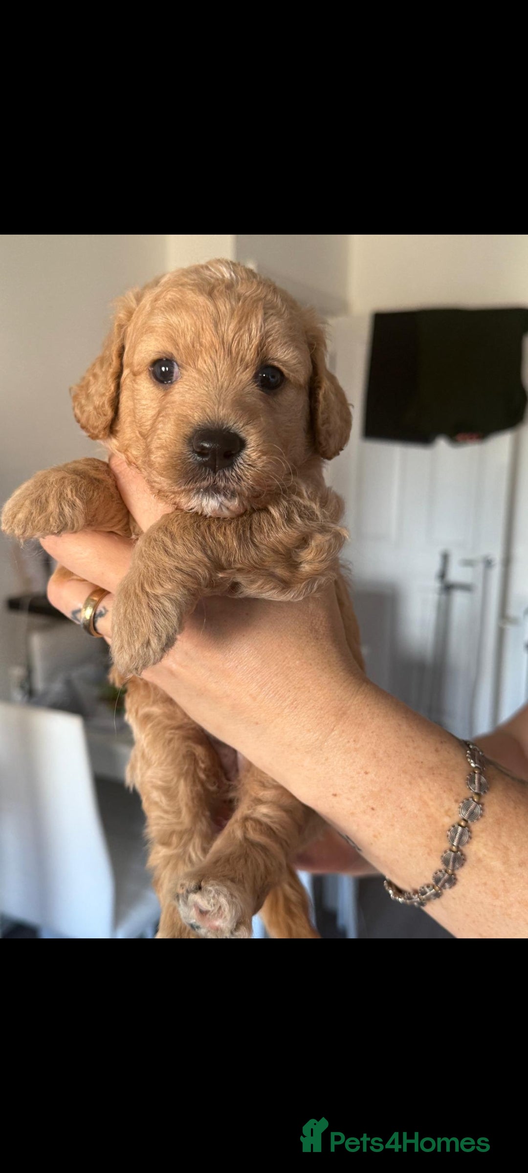 Goldendoodle dogs for sale: Goldendoodle Puppy 1 - F1 Minature Goldendoodle puppies  - Image 8