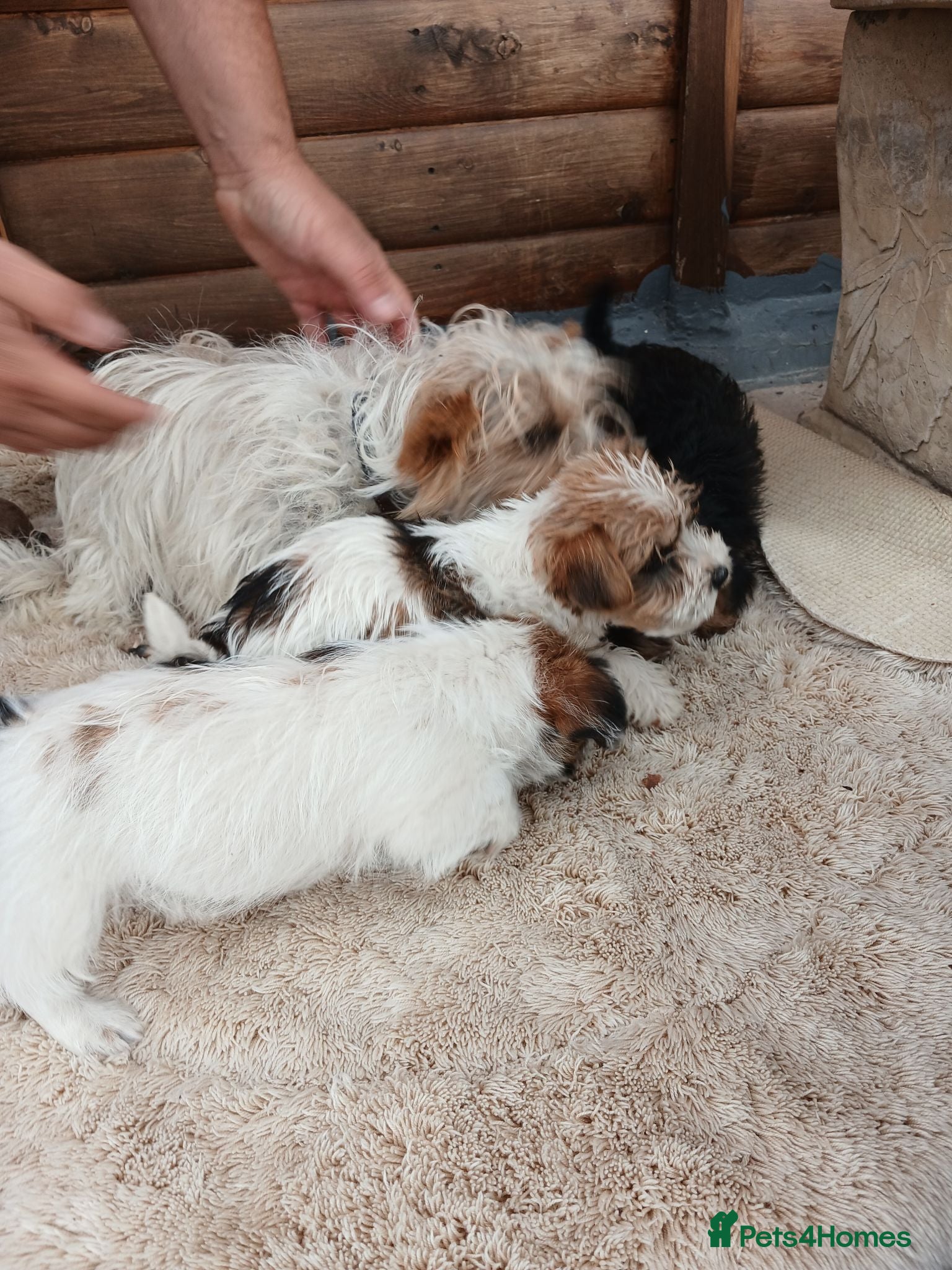 Jack Russell dogs Miniature jack russells - Advert 2