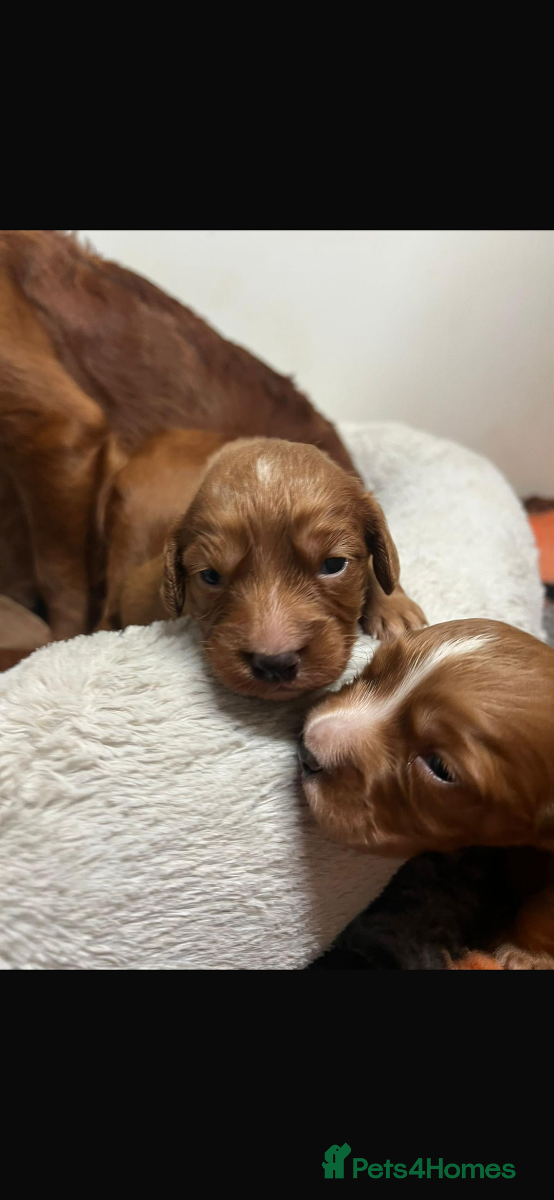 Cocker Spaniel dogs for sale: Beautiful Dark Red KC Registered Cocker Pups - Advert 20