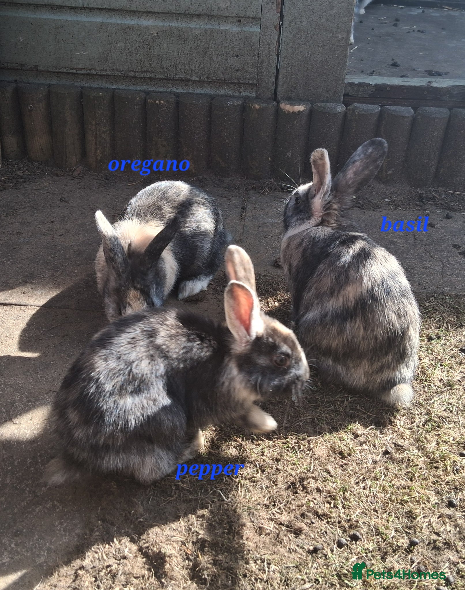 Mixed Breed rabbits Cute Harlequin Rex x Lop bunnies - Advert 14
