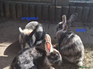 Mixed Breed rabbits Cute Harlequin Rex x Lop bunnies - Advert 14