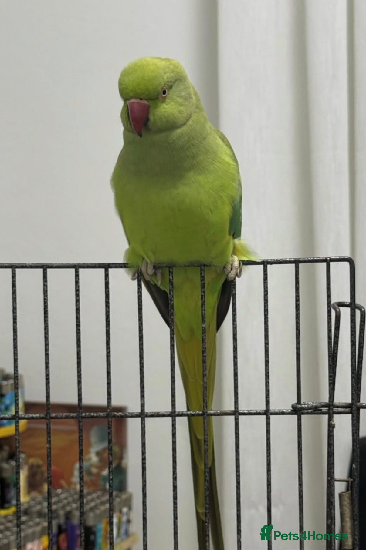 Parrots birds Baby green ring neck tamed talking parrot  - Advert 16