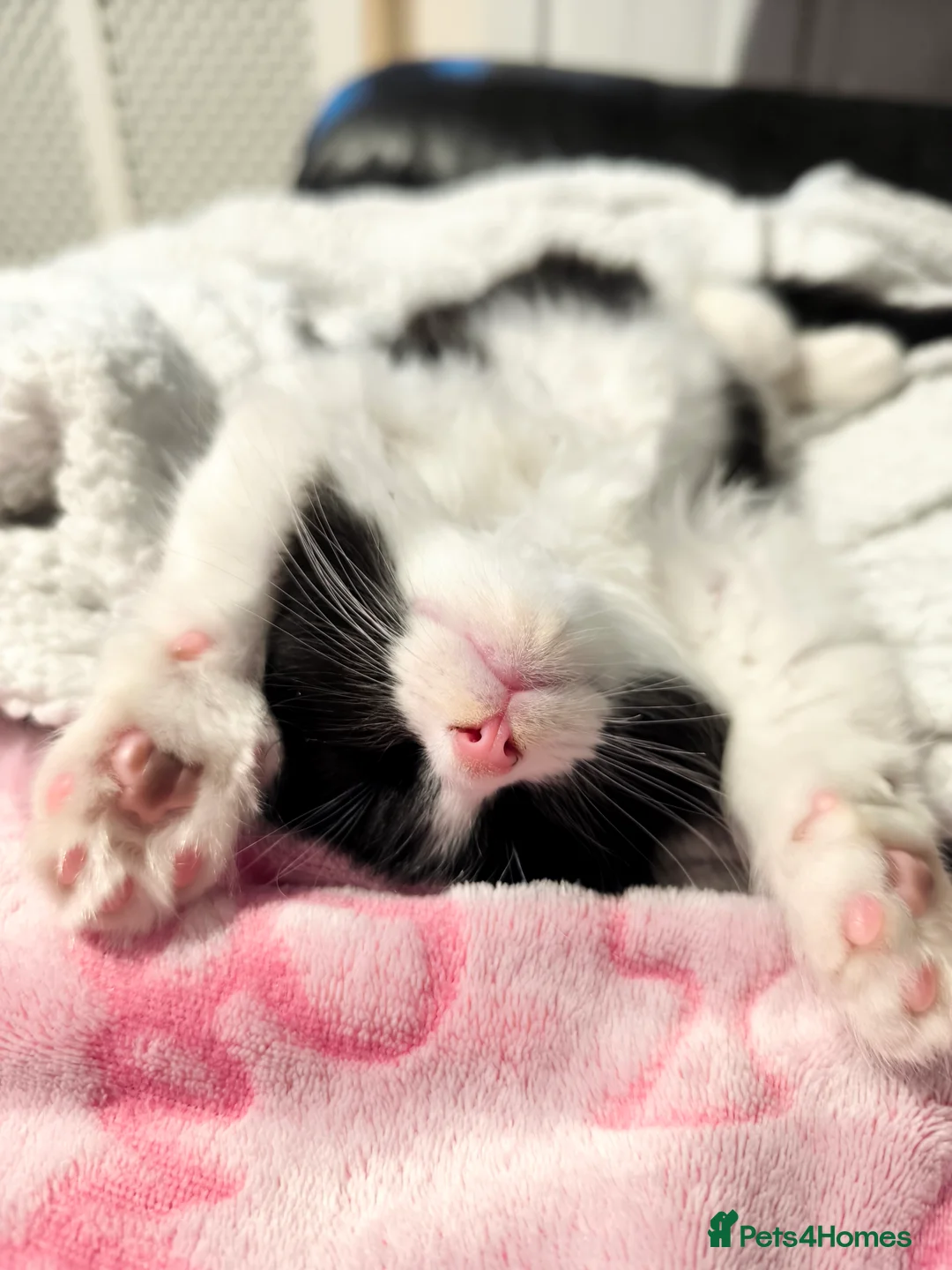 Mixed Breed cats for sale: Long and short hair kittens available now  - Advert 1