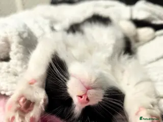 Mixed Breed cats Long and short hair kittens available now - Advert 1