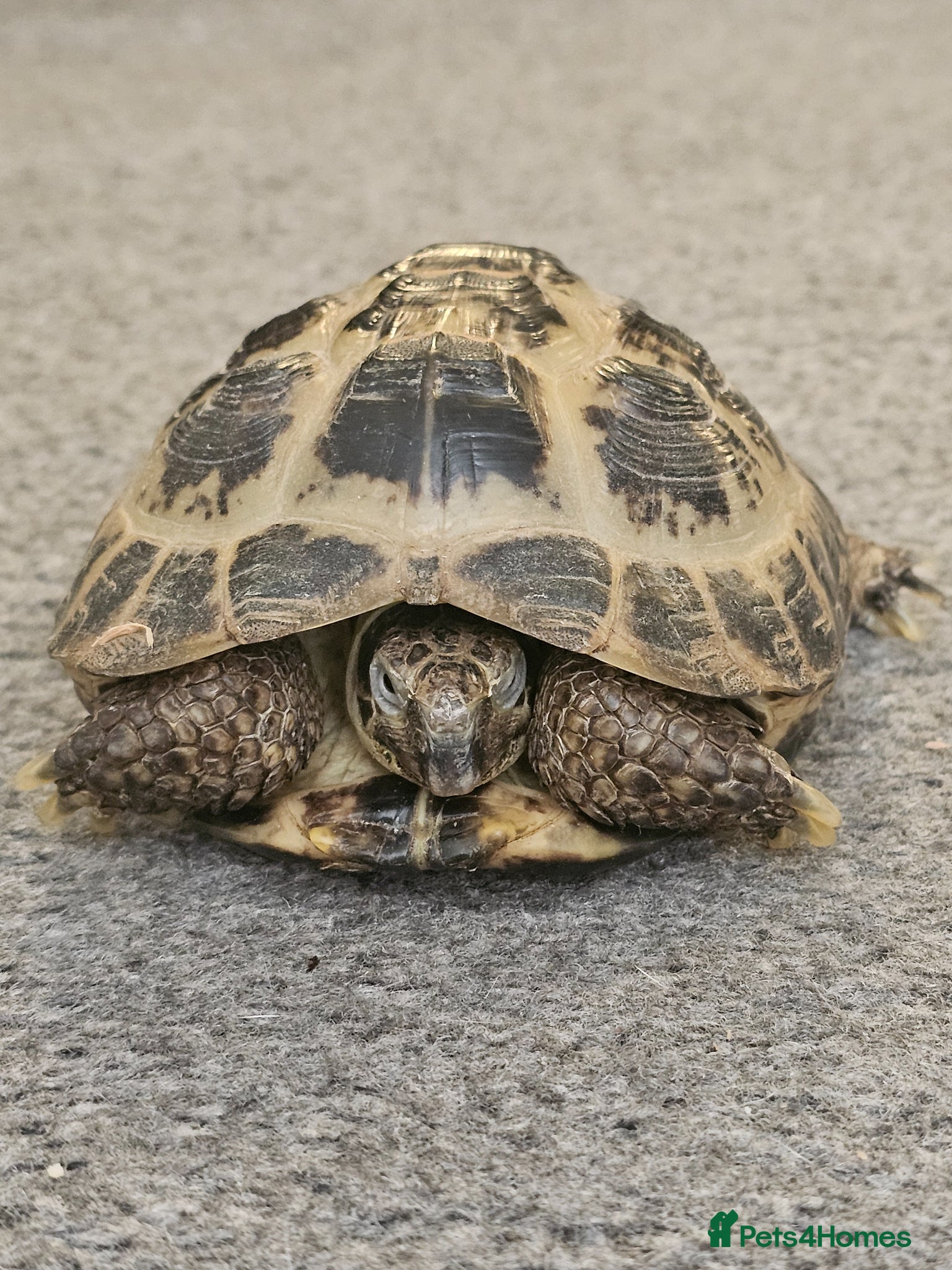 Hermann Tortoise reptiles  male tortoises  - Advert 1
