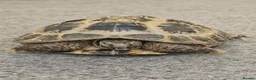 Hermann Tortoise reptiles for sale:  male tortoises  - Advert 1