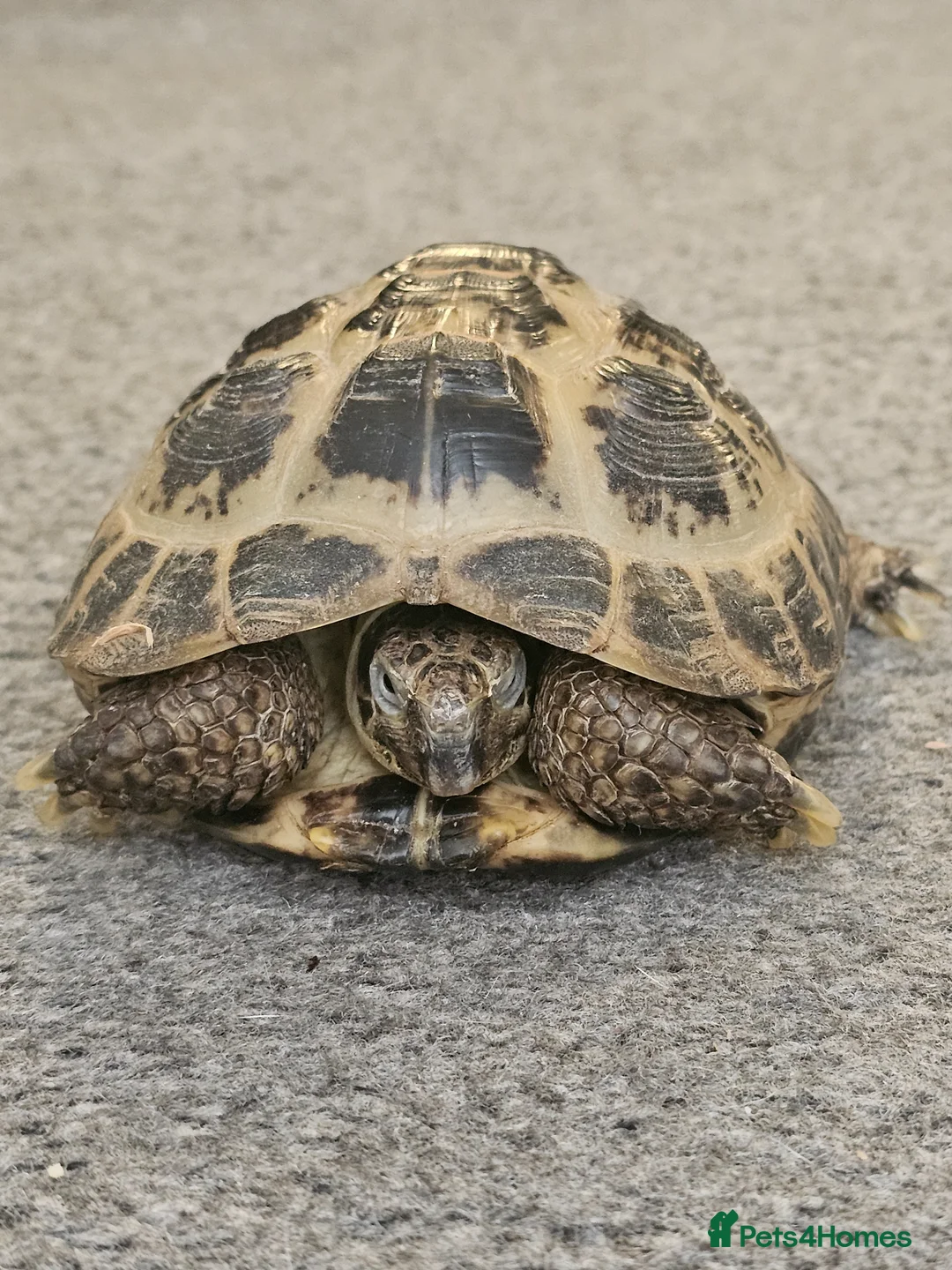 Hermann Tortoise reptiles for sale:  male tortoises  - Advert 1