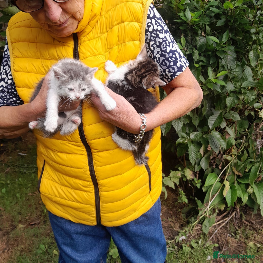 Mixed Breed cats for sale: Farm Bred Kittens  - Image 3
