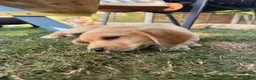 Cockerdor dogs for sale: 1 BEAUTIFUL COCKERDOR LEFT TO FIND FOREVER HOME - Advert 6